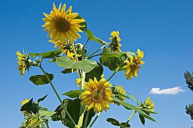 《终焉之玛格诺利亚》官宣Steam抢测版存档不会过继到正式版